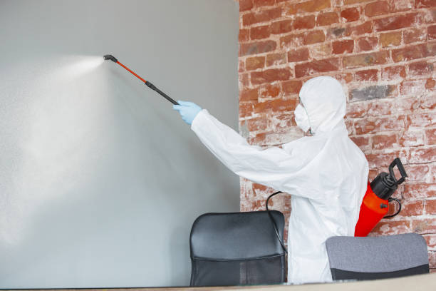 Best Black Mold Removal  in Cameron, WI