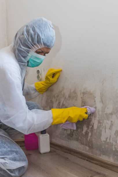 Best Commercial Mold Inspection  in Cameron, WI