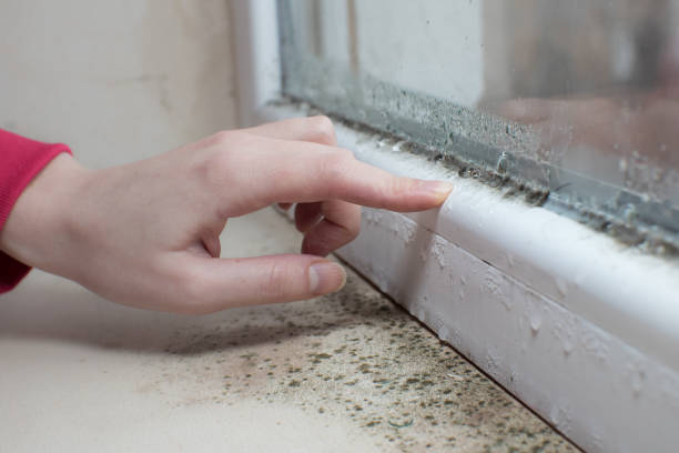 Cameron, WI Mold Removal Company