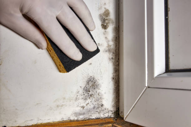 Best Crawl Space Mold Remediation  in Cameron, WI